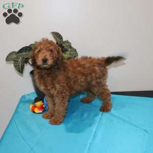 Allen, Mini Whoodle Puppy