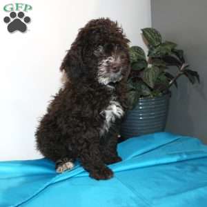 Kat, Mini Labradoodle Puppy