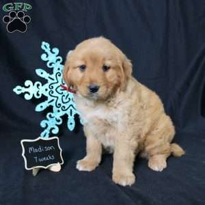 Madison, Miniature Golden Retriever Puppy