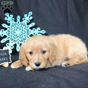 Marcia, Miniature Golden Retriever Puppy