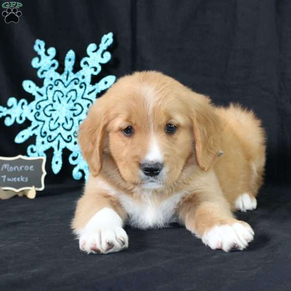 Monroe, Miniature Golden Retriever Puppy