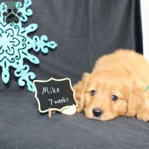 Mike, Miniature Golden Retriever Puppy