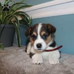 Brooklyn, Pembroke Welsh Corgi Puppy