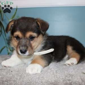 Brinley, Pembroke Welsh Corgi Puppy