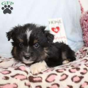 Larry, Miniature Australian Shepherd Puppy