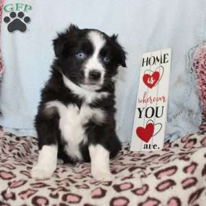 Tracy, Miniature Australian Shepherd Puppy