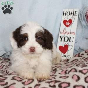 Daisy, Mini Bernedoodle Puppy