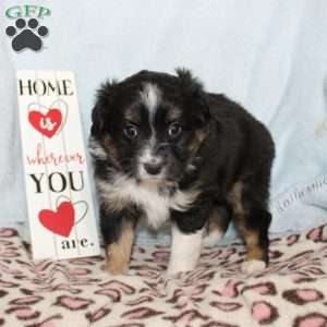 Twila, Miniature Australian Shepherd Puppy