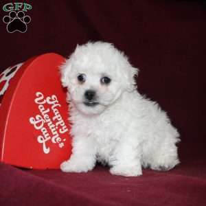 Cookies, Bichon Frise Puppy