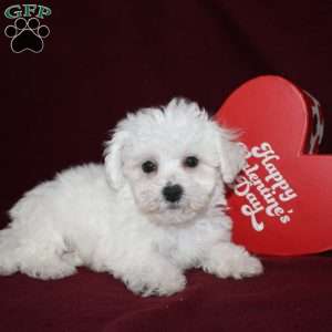 Cooper, Bichon Frise Puppy