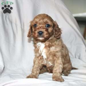 Frank, Cavapoo Puppy