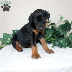 Lindsey, Doberman Pinscher Puppy