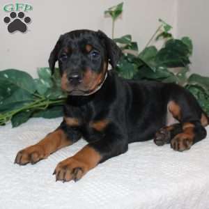 Larry, Doberman Pinscher Puppy