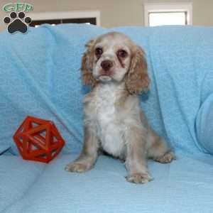 Dancer, Cocker Spaniel Puppy