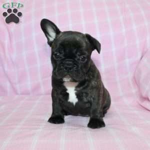 Sheila, French Bulldog Puppy