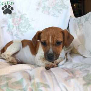 Danny, Jack Russell Mix Puppy