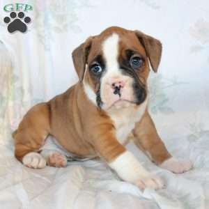 Bentley, Boxer Puppy