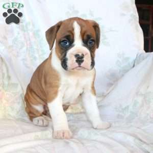 Buddy, Boxer Puppy