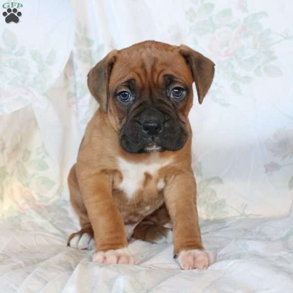 Ben, Boxer Puppy