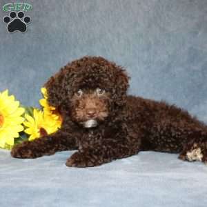 Brownie, Toy Poodle Puppy