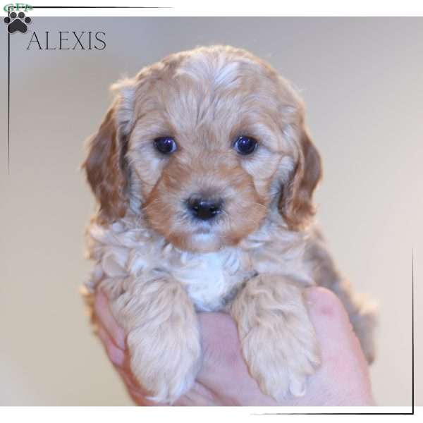 Alexis, Cavapoo Puppy