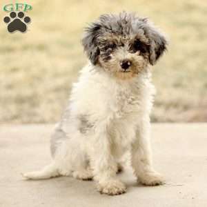 Tara, Mini Sheepadoodle Puppy