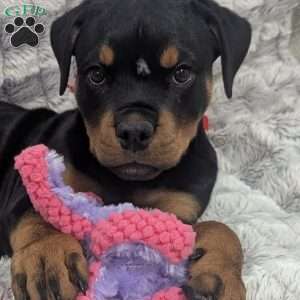 Scarlet, Rottweiler Puppy