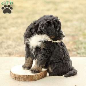 Braden, Mini Bernedoodle Puppy