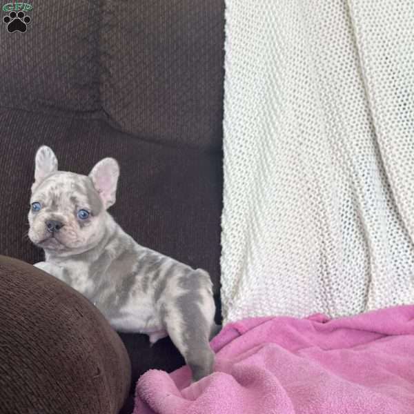 Moe, French Bulldog Puppy