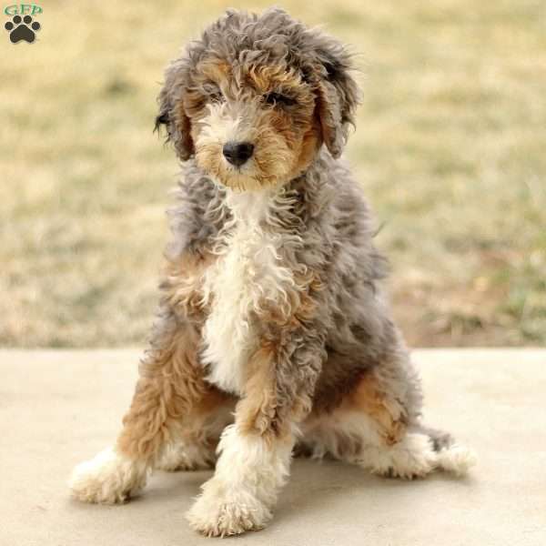 Alexa, Mini Sheepadoodle Puppy