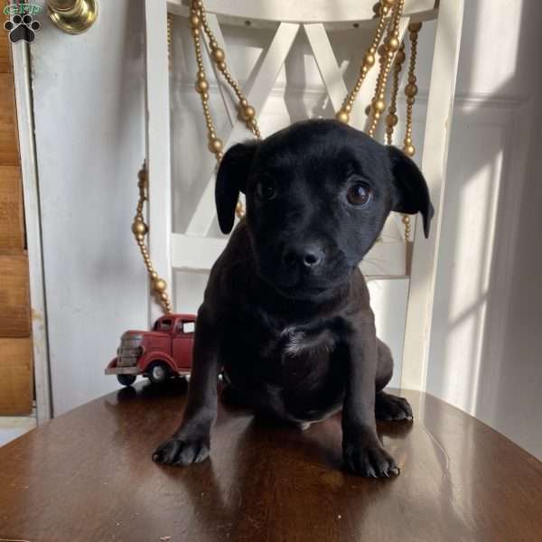 Jeffery, Jack Russell Mix Puppy