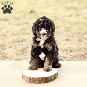 Bruno, Mini Bernedoodle Puppy