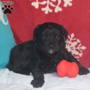 Quincy, Aussiedoodle Puppy