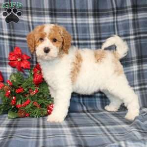 Sprinkles, Mini Goldendoodle Puppy