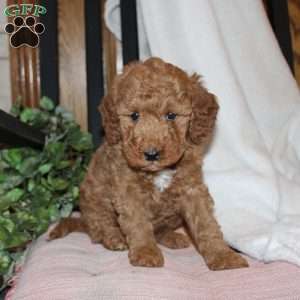 Laura, Mini Goldendoodle Puppy