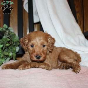 Lindsey, Mini Goldendoodle Puppy