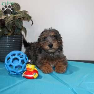 Adam, Mini Whoodle Puppy