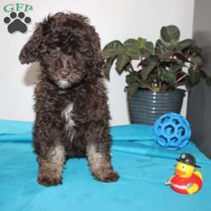 Kendra, Mini Labradoodle Puppy