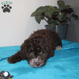 Kat, Mini Labradoodle Puppy