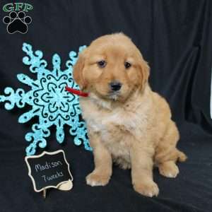 Madison, Miniature Golden Retriever Puppy