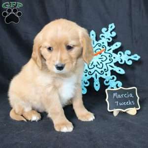 Marcia, Miniature Golden Retriever Puppy