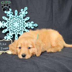 Mike, Miniature Golden Retriever Puppy