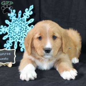 Monroe, Miniature Golden Retriever Puppy