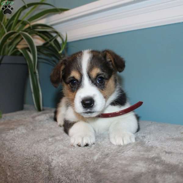 Brooklyn, Pembroke Welsh Corgi Puppy