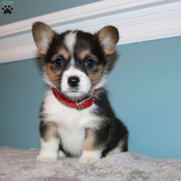 Bailey, Pembroke Welsh Corgi Puppy