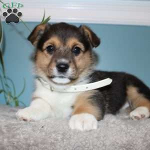 Brinley, Pembroke Welsh Corgi Puppy