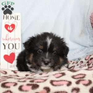 Larry, Miniature Australian Shepherd Puppy