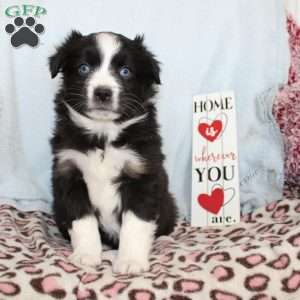 Tracy, Miniature Australian Shepherd Puppy