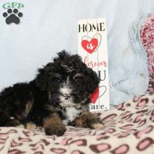 Joy, Mini Bernedoodle Puppy