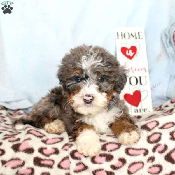 Rover, Mini Bernedoodle Puppy